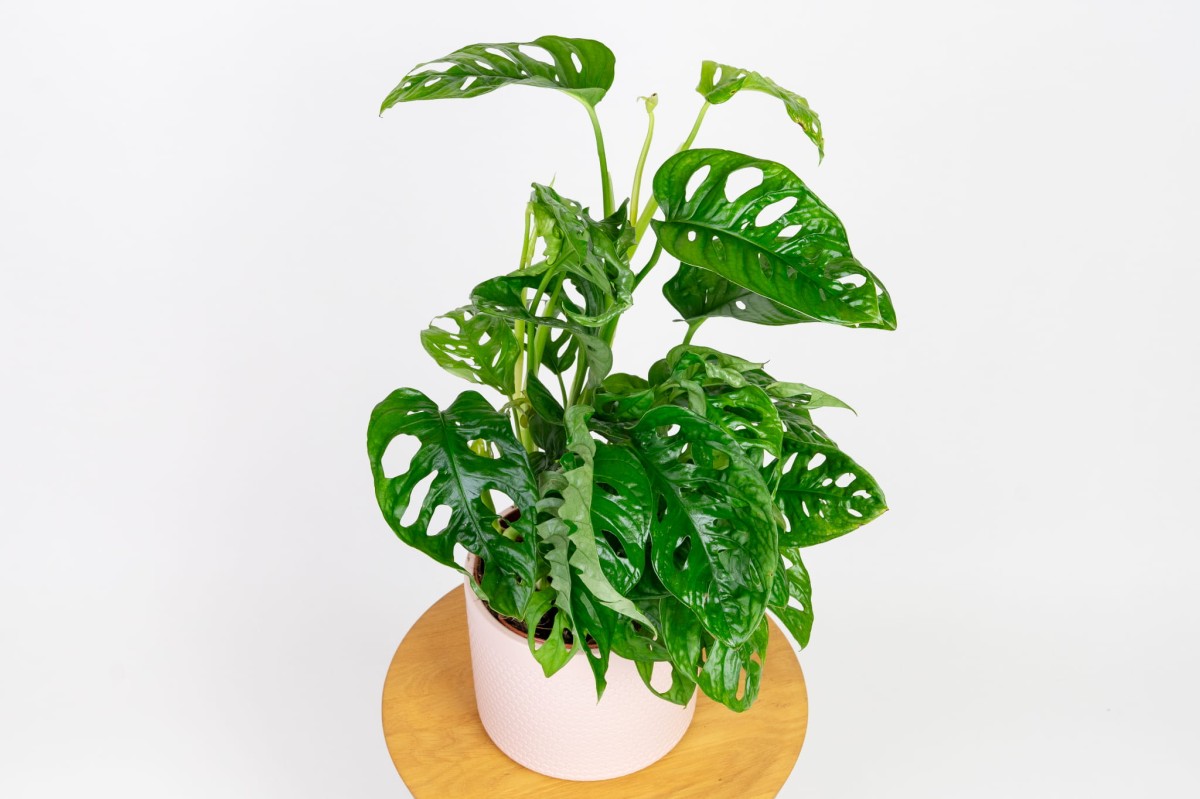 Monstera-monkey-mask-02.jpg