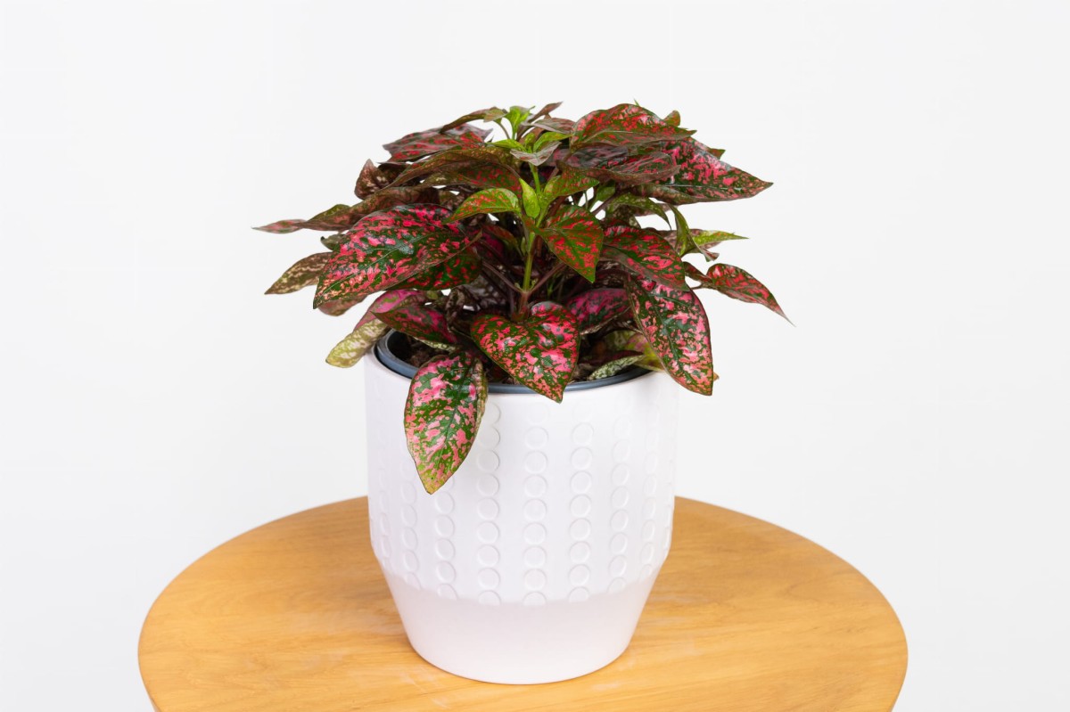 Hypoestes-phyllostachya-Red-Niedośpian-kłosolistny-03.jpg