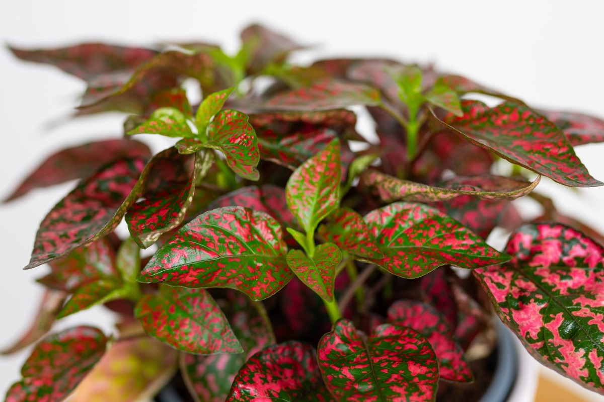 Hypoestes-phyllostachya-Red-Niedośpian-kłosolistny.jpg