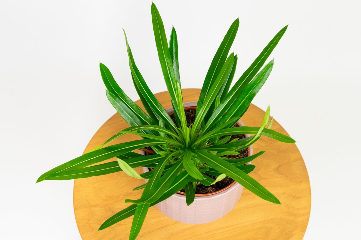 Pachypodium-lamerei-palma-madagaskaru-02.jpg