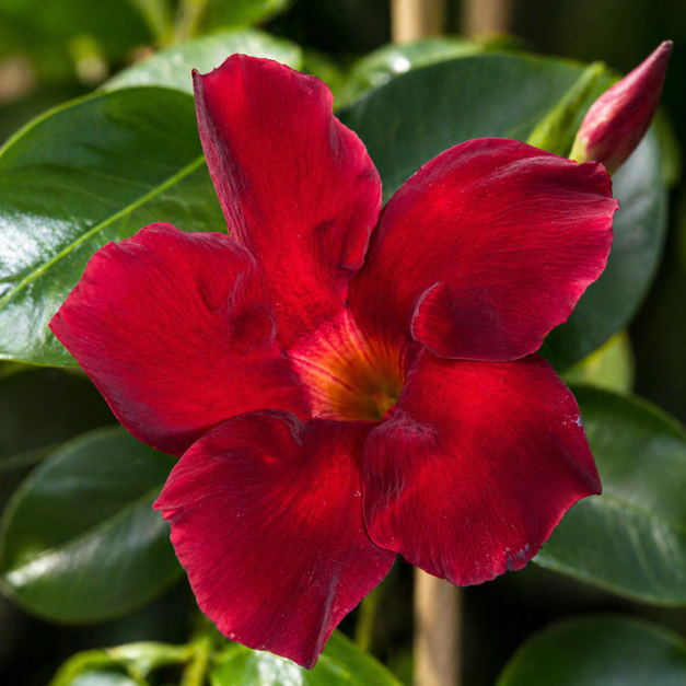 Mandewilla czerwona (Mandevilla sanderi).png