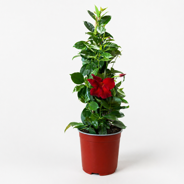 Mandewilla czerwona (Mandevilla sanderi) — pnącze balkonowe.png