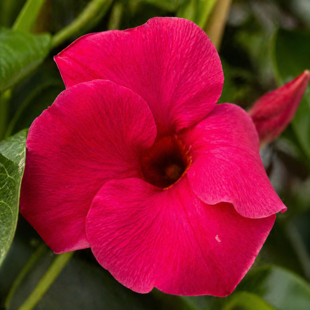 mandewilla-Cosmos-Pink-mandevilla-sanderi-kwiat