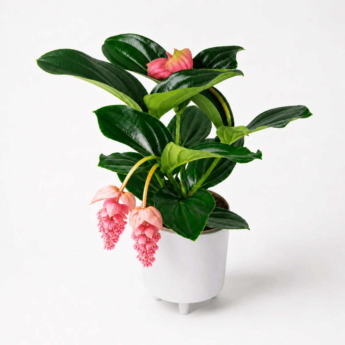 medinilla-wspaniala-medinilla-magnifica-01.png
