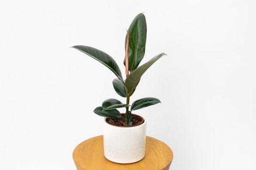 Ficus elastica 'Abidjan' Figowiec sprężysty