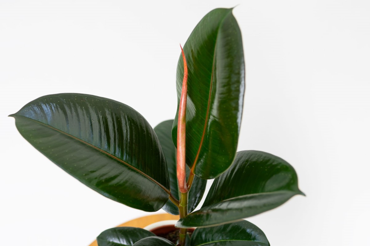 Ficus-elastica-Abidjan-Figowiec-sprezysty-02.jpg