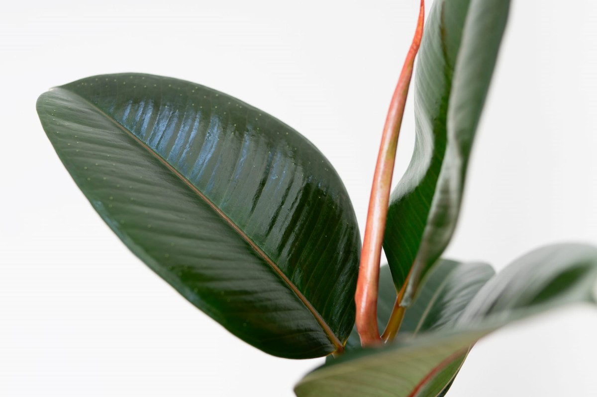 Ficus-elastica-Abidjan-Figowiec-sprezysty-03.jpg