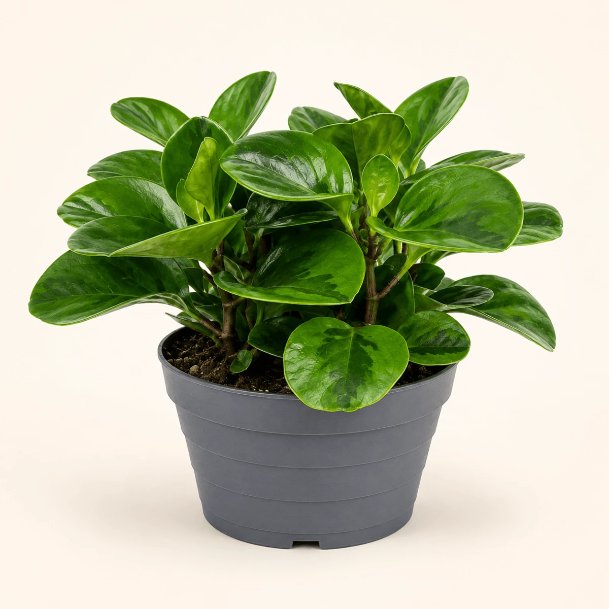 PEPEROMIA_EMILY-ROŚLINA_BEZPIECZNA_DLA_ZWIERZĄT_2.png