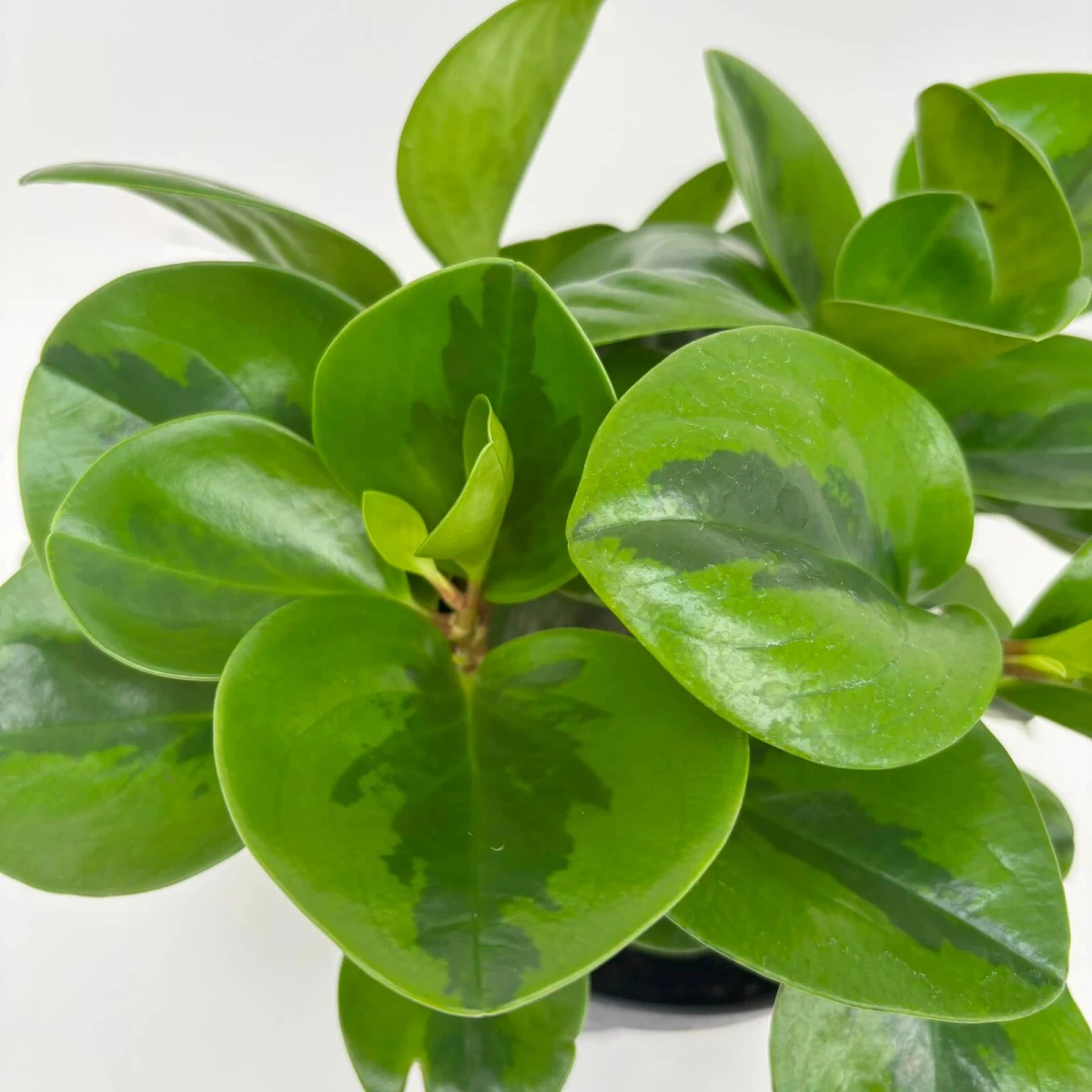 PEPEROMIA_EMILY-ROŚLINA_BEZPIECZNA_DLA_ZWIERZĄT_3.jpeg