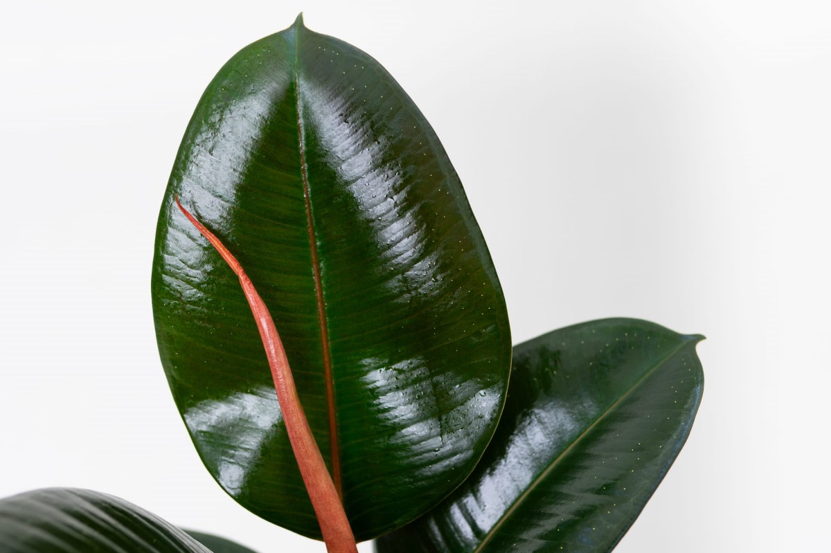 Ficus-elastica-Abidjan-Figowiec-sprezysty-04.jpg