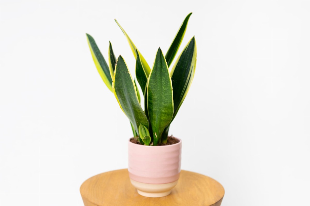 Sansewieria-gwinejska-laurentii-Sansevieria-trifasciata-01.jpg