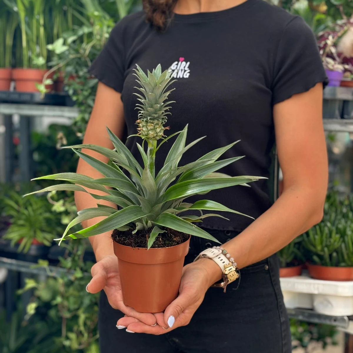 Ananas -Mi -Amigo-D12.jpeg