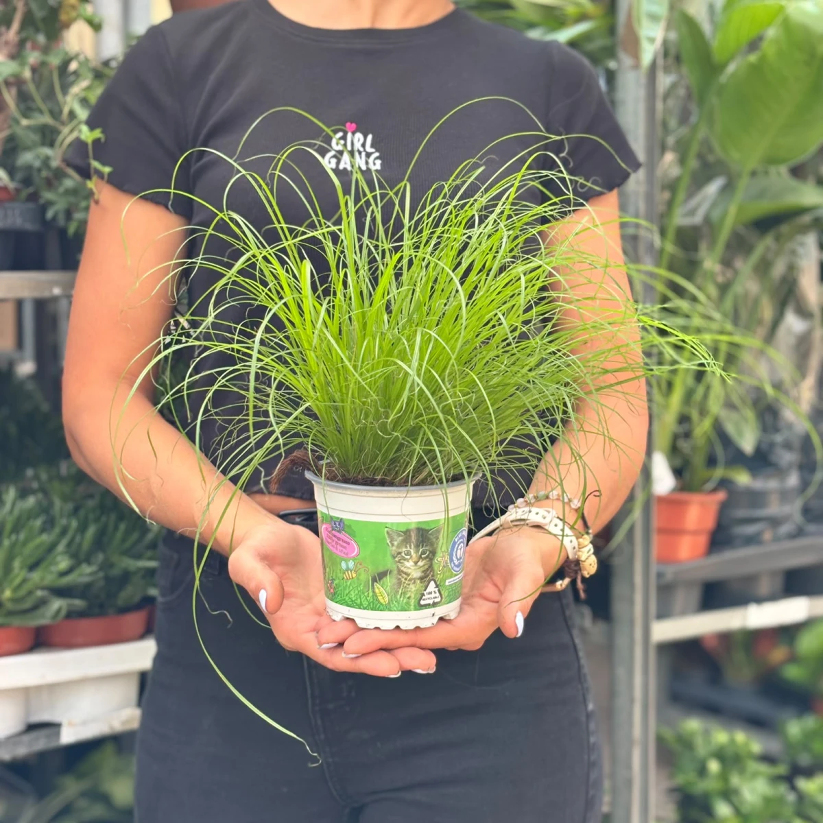 Cyperus-Zumula-D12.jpeg