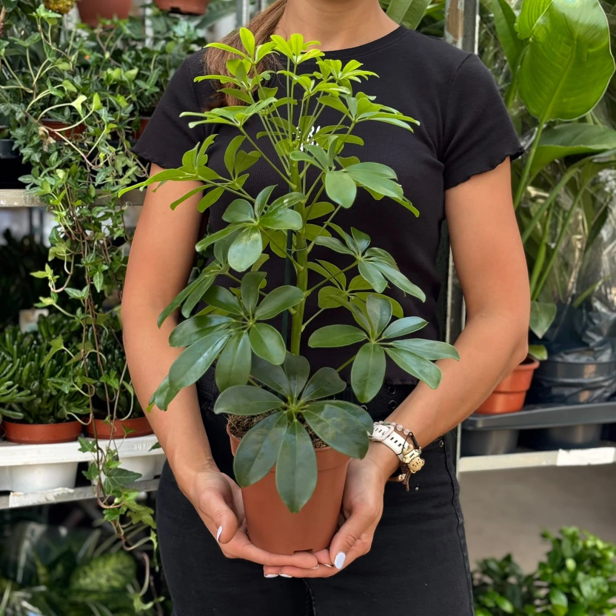 Szeflera- Drzewkowata -Schefflera-D13.jpeg
