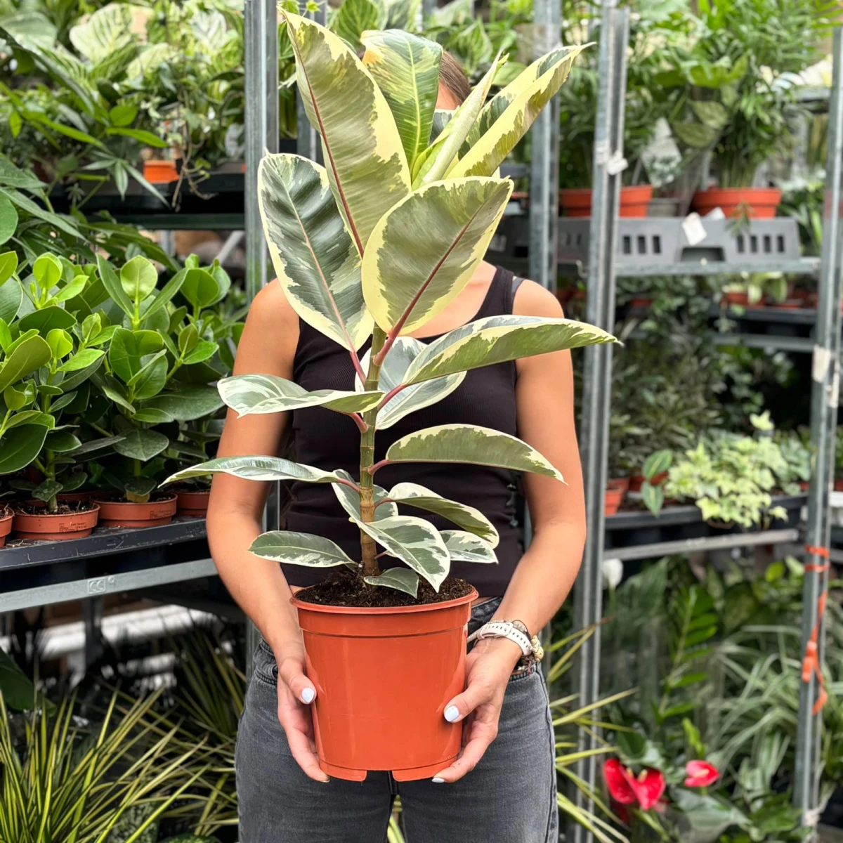 Ficus-Tineke-D21.jpeg