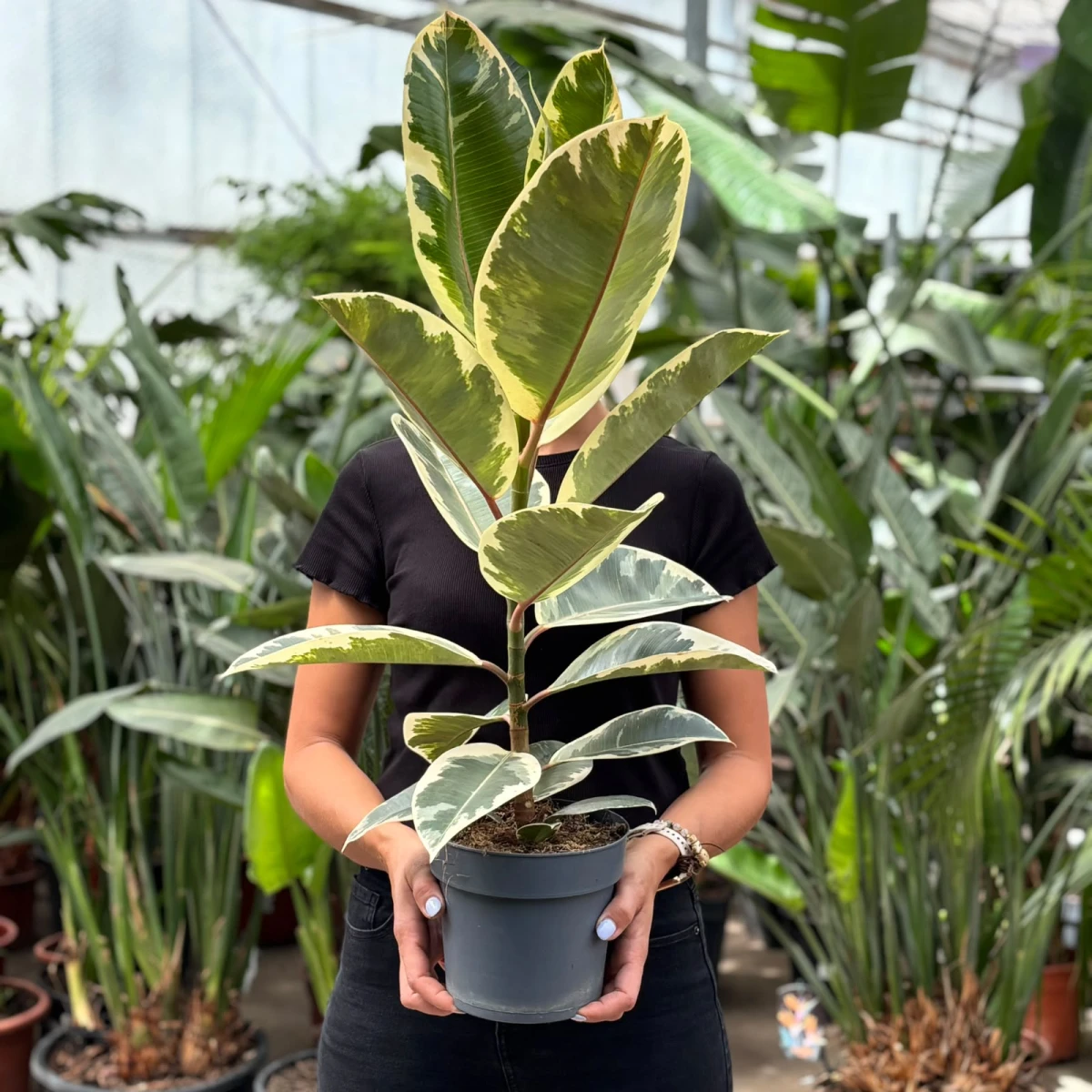 Ficus-Tineke-D19.jpeg
