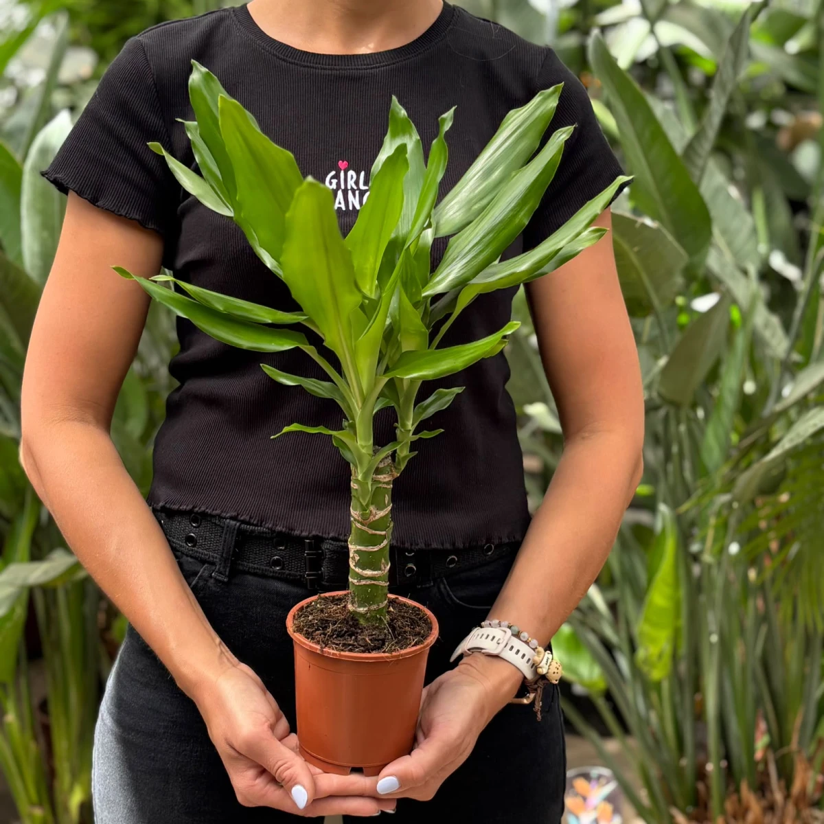Dracena-Steudnei-D12.jpeg