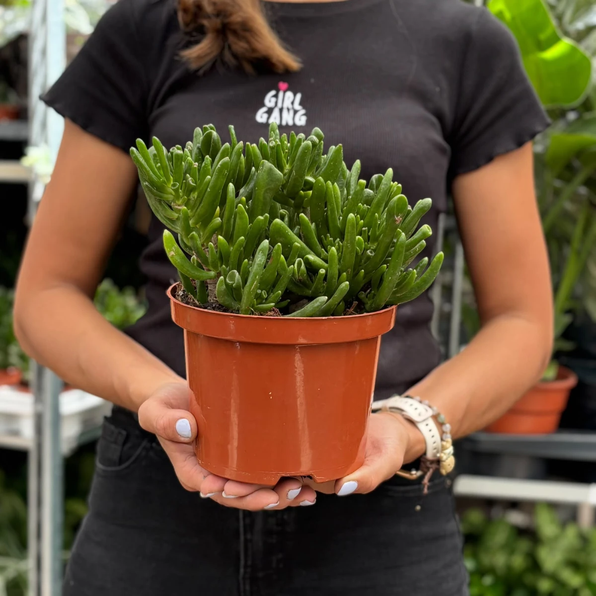 Crassula-Hobbit-D17.jpeg