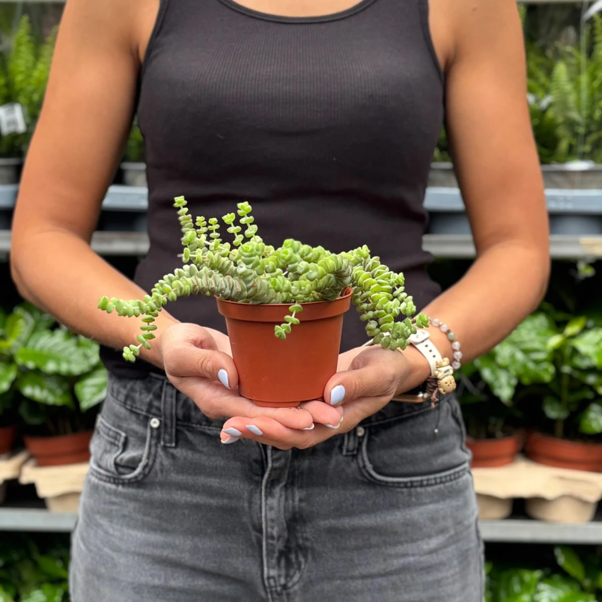 Crassula-marnieriana-D10.jpeg