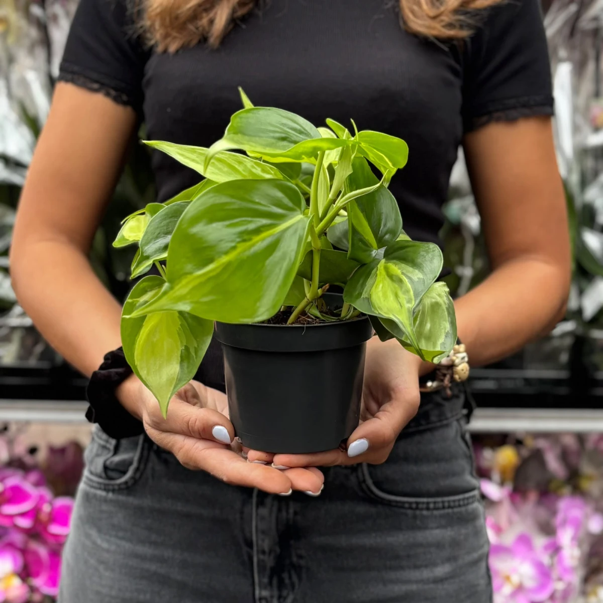 Philodendron-Brasil-D12.jpeg