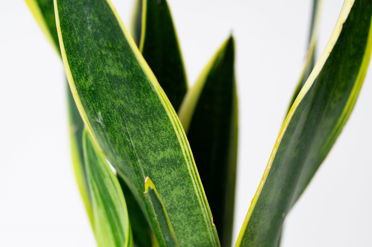 Sansewieria-gwinejska-laurentii-Sansevieria-trifasciata-04.jpg