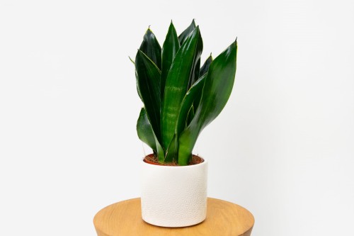 Sansevieria 'Black Flame' Sansewieria