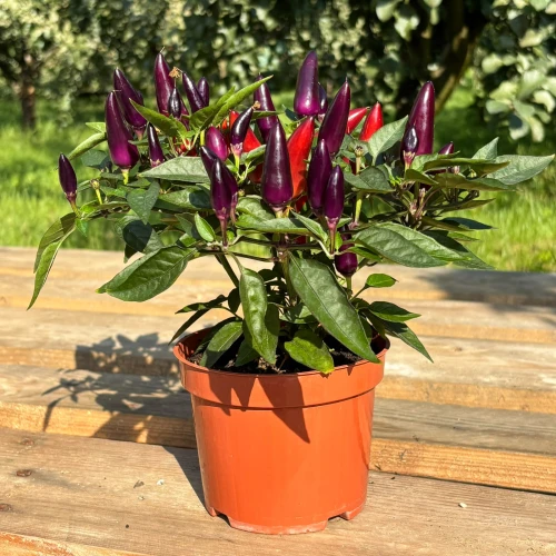 Papryczka ozdobna fioletowa (Capsicum annuum)