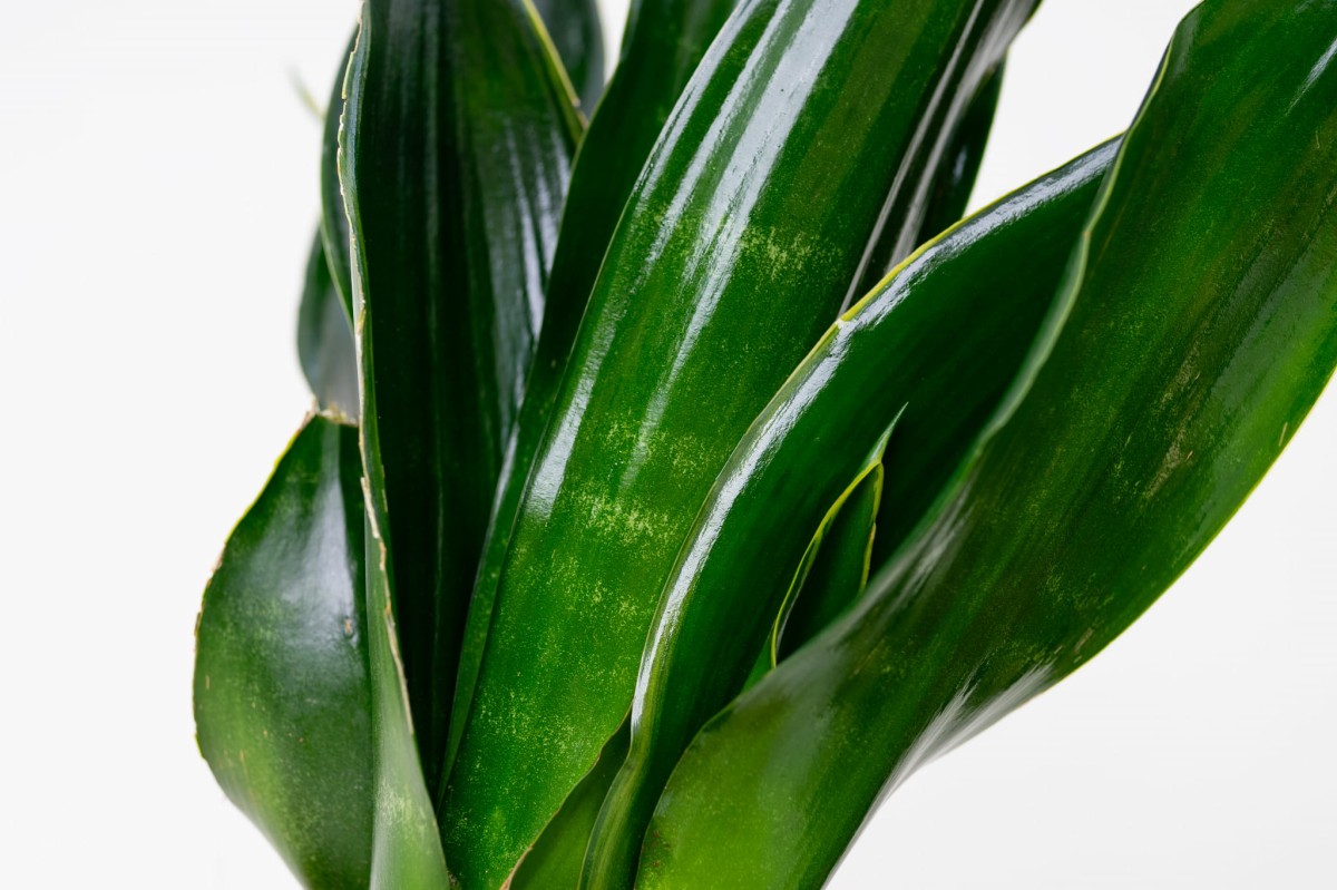 Sansevieria-Black-Flame-Sansewieria-03.jpg