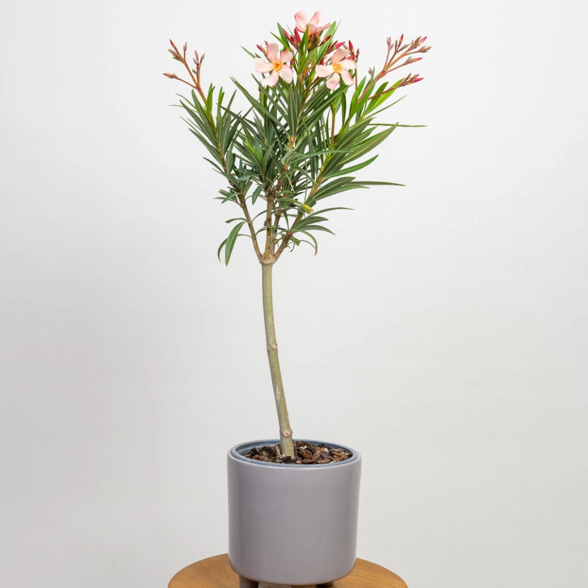 oleander-petite-salmon-01-glowne-kwadrat.png