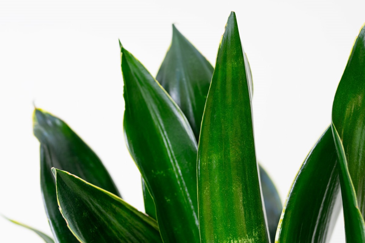 Sansevieria-Black-Flame-Sansewieria-05.jpg
