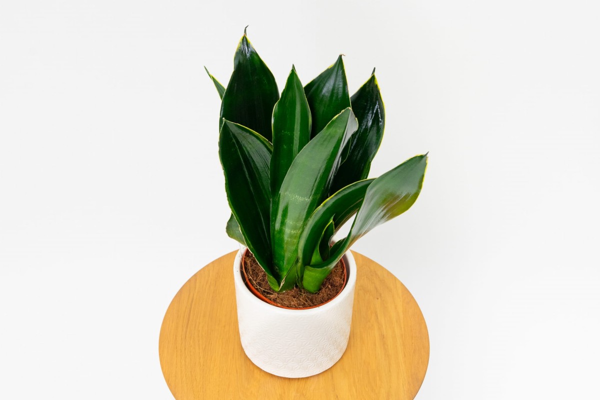 Sansevieria-Black-Flame-Sansewieria-02.jpg