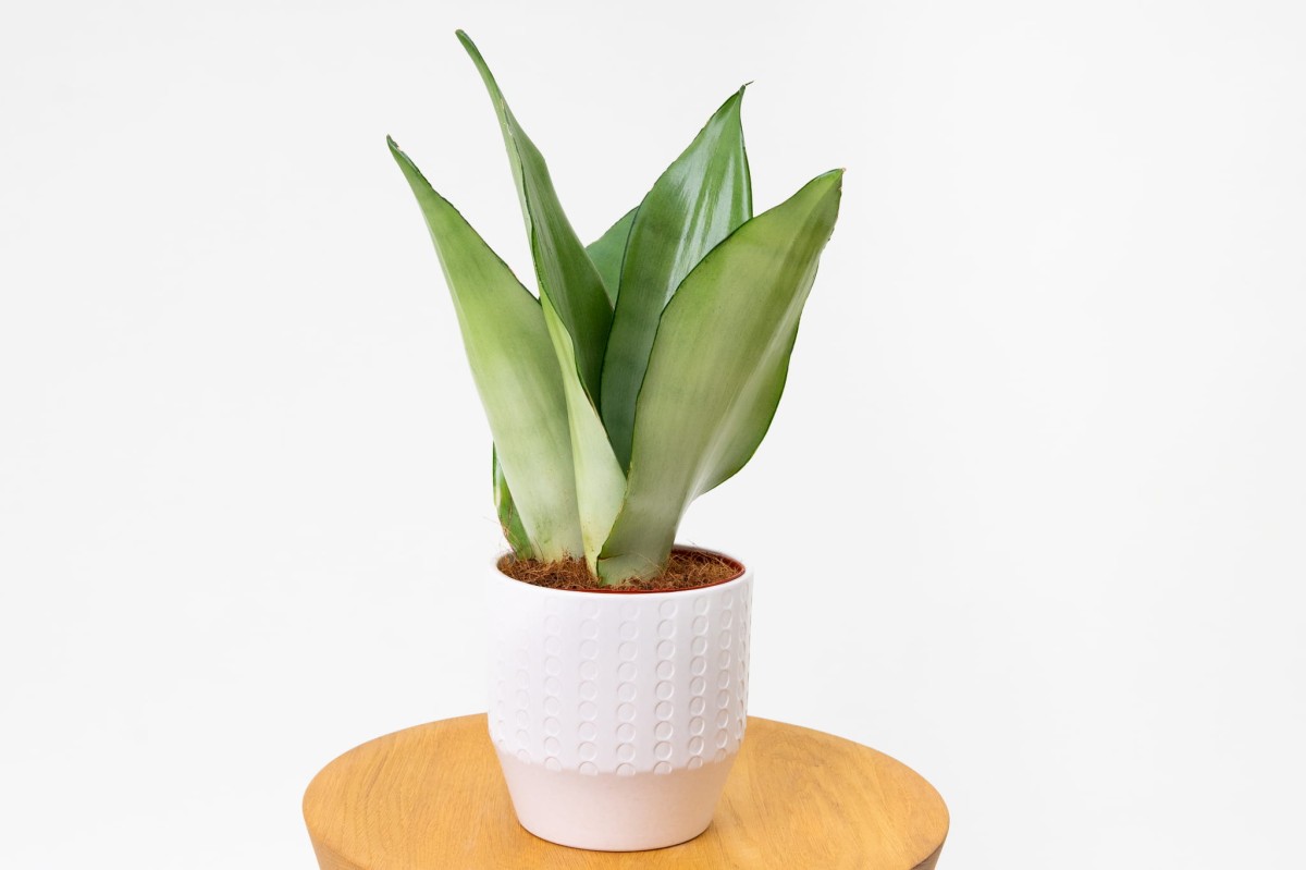 SANSEVIERIA-MOONSHINE-01.jpg