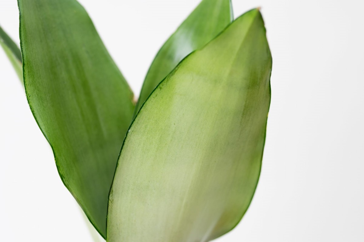 SANSEVIERIA-MOONSHINE-03.jpg