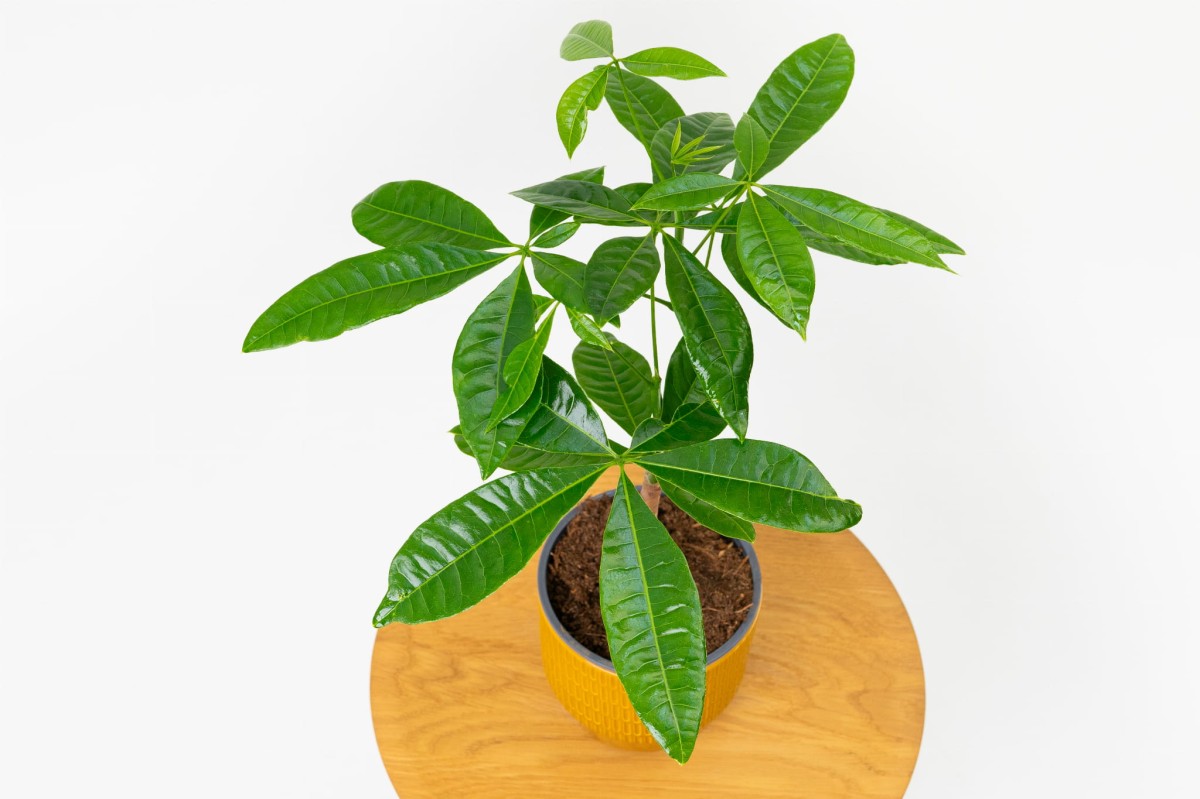 Pachira-02.jpg