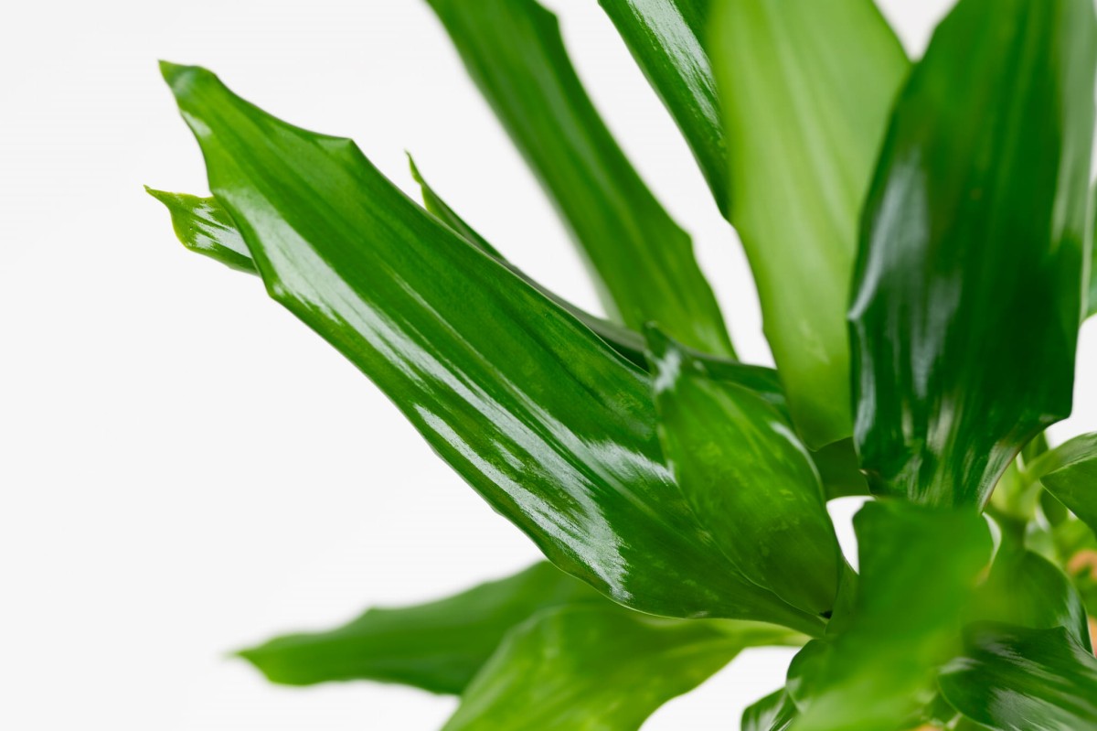 Dracena-fragrans-steudneri-02