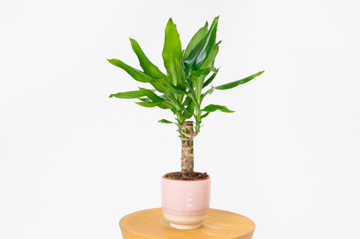 Dracena-fragrans-steudneri-01