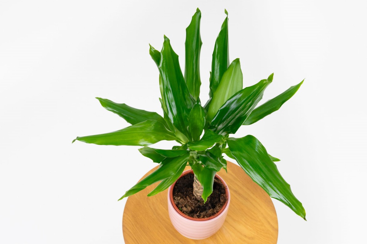 Dracena-fragrans-steudneri-03