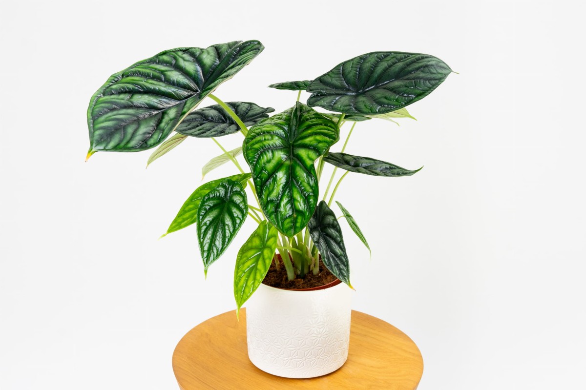 Alocasia-baginda-Dragon-Scale-01