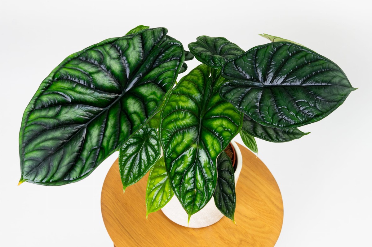 Alocasia-baginda-Dragon-Scale-03