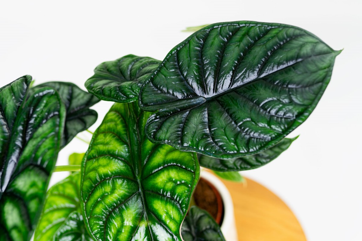 Alocasia-baginda-Dragon-Scale-04