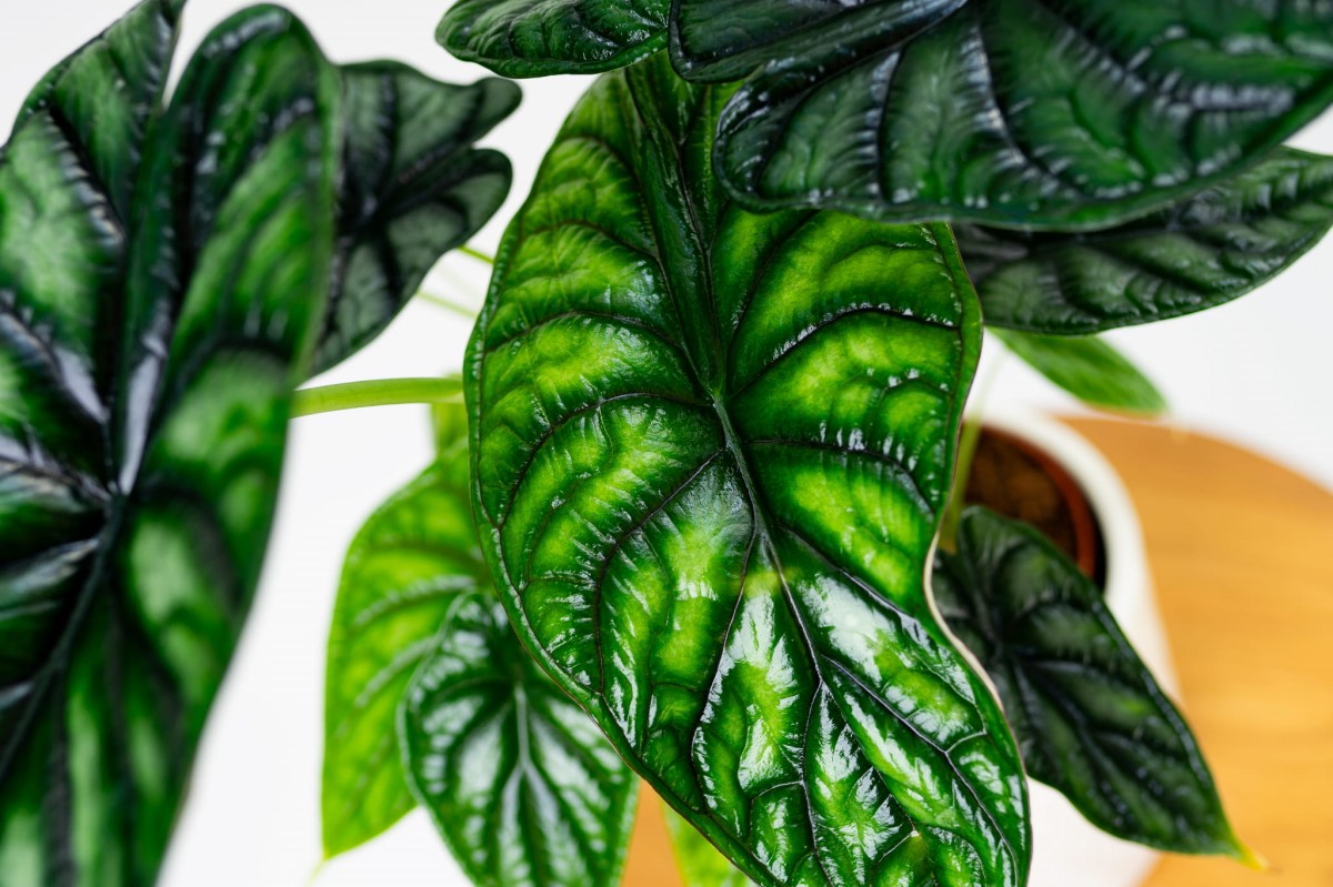 Alocasia-baginda-Dragon-Scale-02