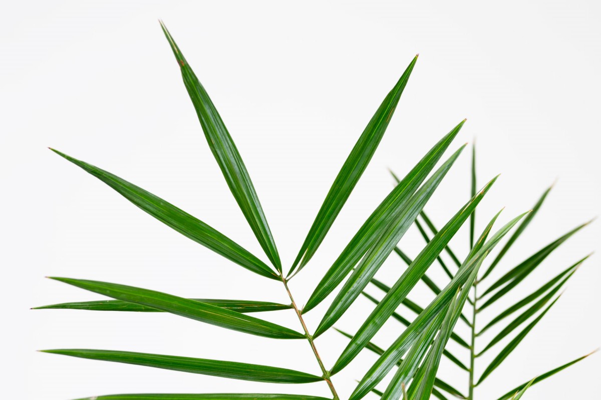 Phoenix-Canariensis-Daktylowiec-kanaryjski-04.jpg
