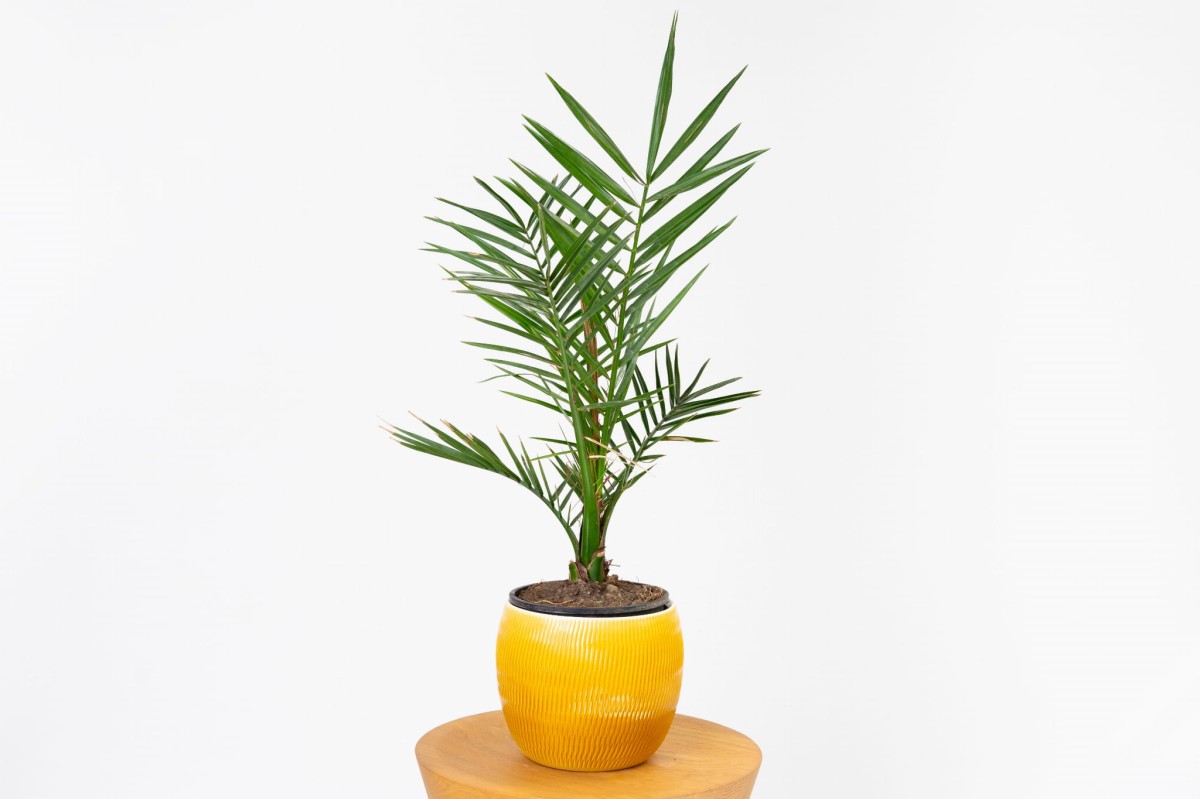 Phoenix-Canariensis-Daktylowiec-kanaryjski-01.jpg