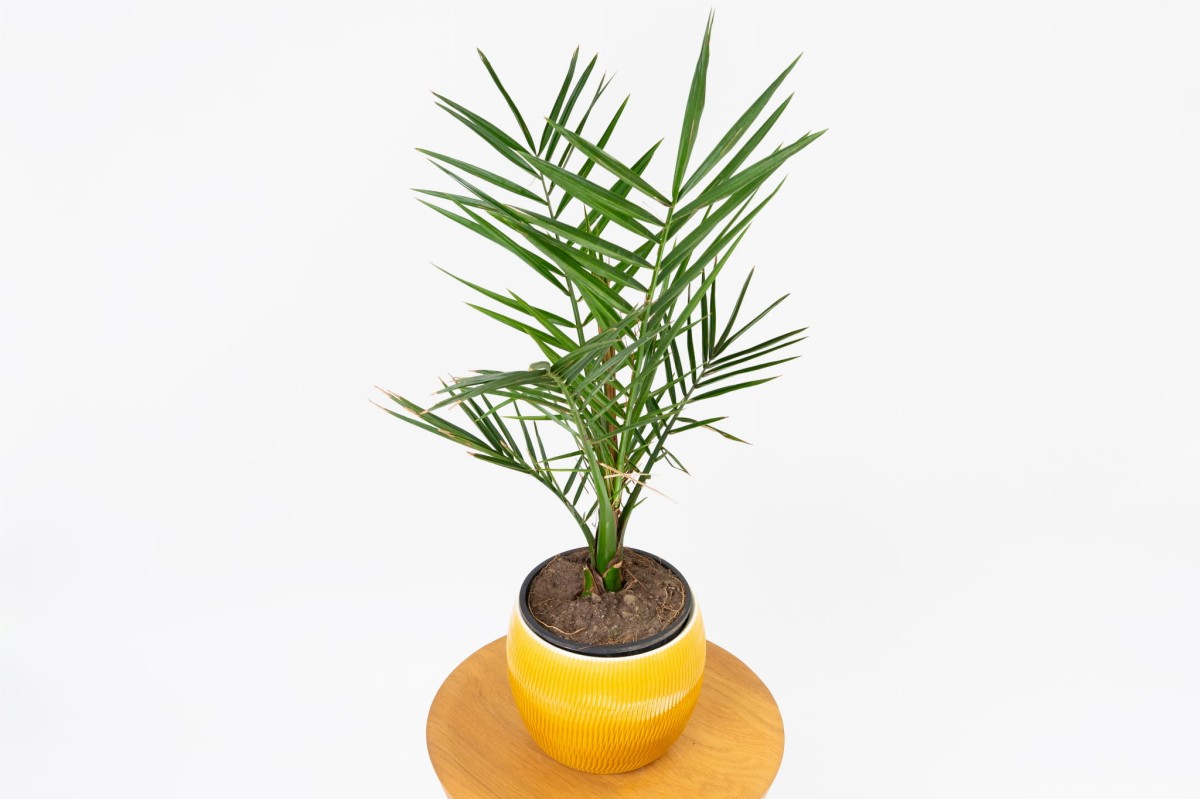 Phoenix-Canariensis-Daktylowiec-kanaryjski-02.jpg