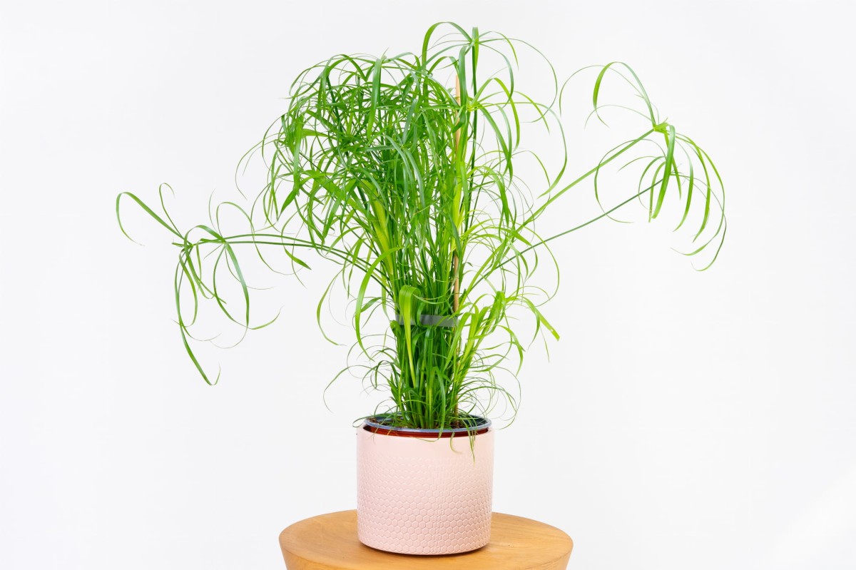 CYPERUS-PAPIRUS-01.jpg
