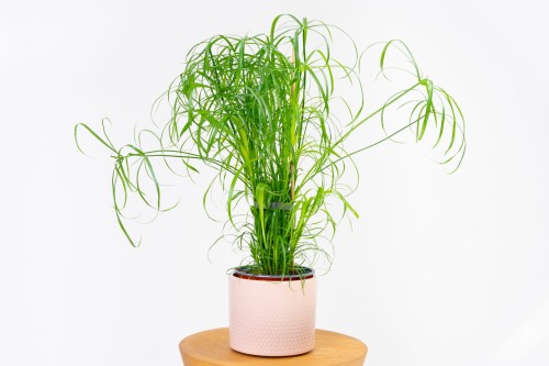 CYPERUS PAPIRUS - alternifolius 'palmiasty'