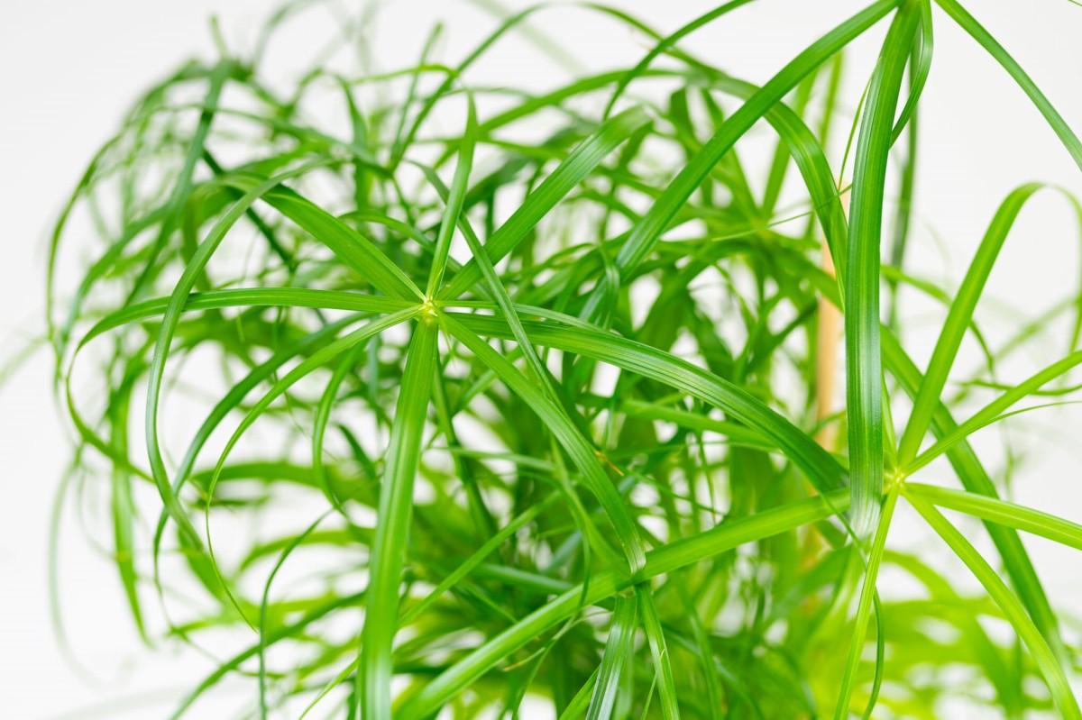 CYPERUS-PAPIRUS-03.jpg