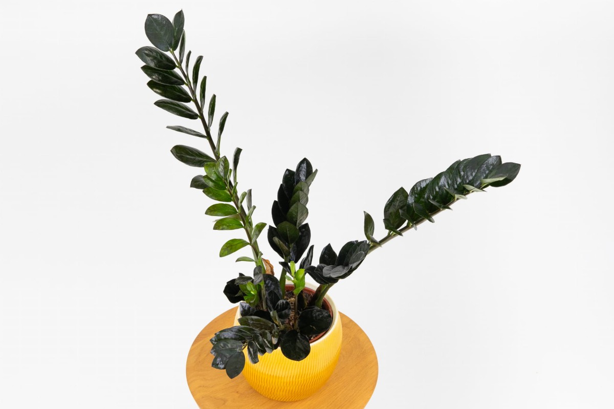 ZAMIOCULCAS-ZAMIIIFOLIA-RAVEN-ZAMIOKULKAS-ZAMIOLISTNY-RAVEN-02.jpg
