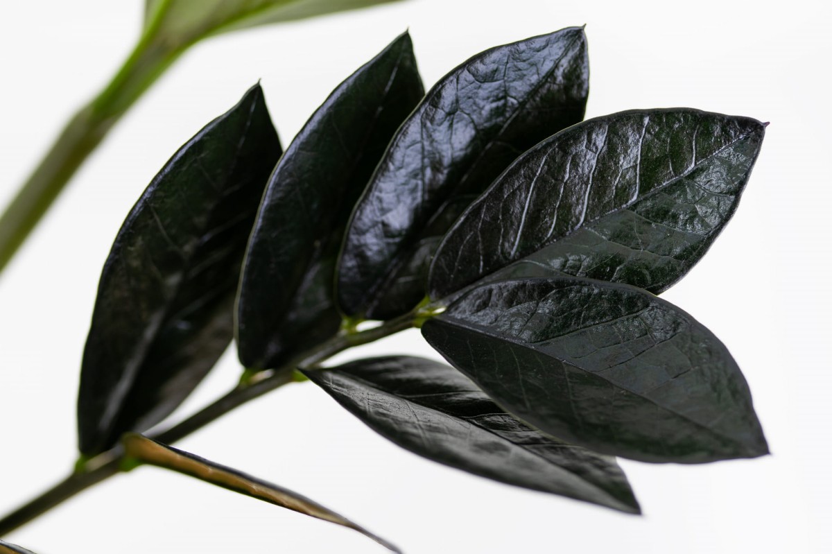 ZAMIOCULCAS-ZAMIIIFOLIA-RAVEN-ZAMIOKULKAS-ZAMIOLISTNY-RAVEN-03.jpg