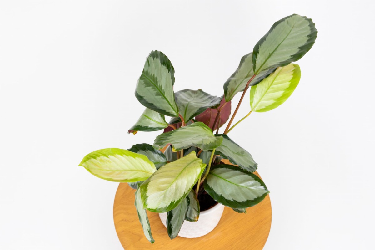 Calathea-picturata-Argentea-Kalatea-obrzeżona-02.jpg